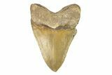 Serrated, Fossil Megalodon Tooth - North Carolina #275535-2